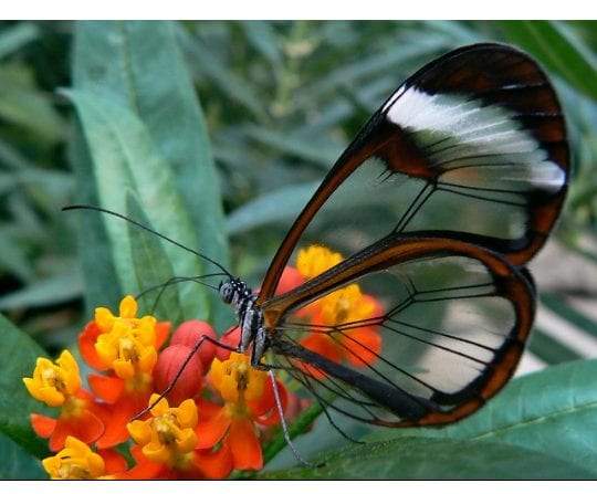 الفراشة الزجاجية أو الفراشة الشفافة من عجائب الطبيعة