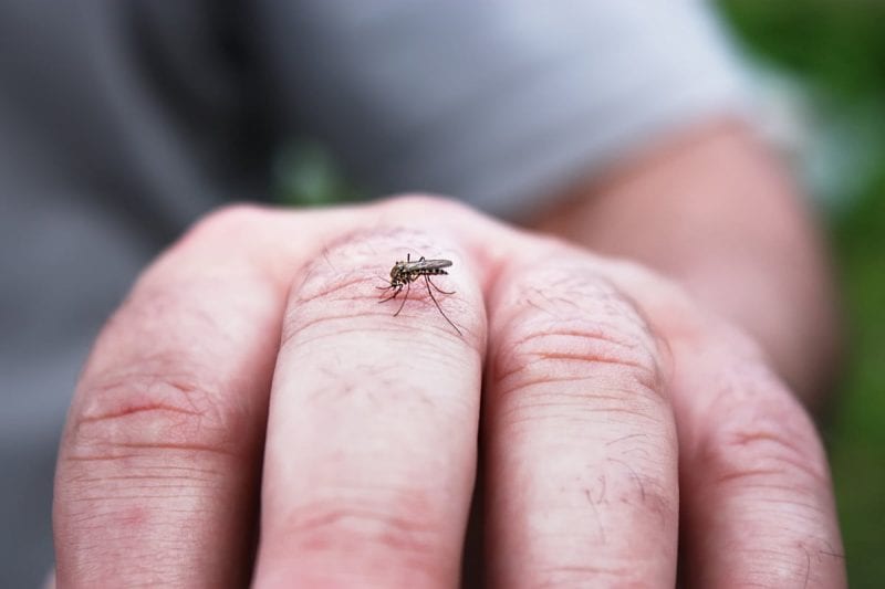 لماذا يختار البعوض بعض الأشخاص دون غيرهم؟