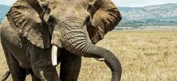 8 عجائب في حياة الأفيال