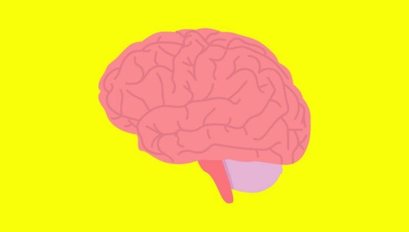 كيف يتعارض نشاط المخ مع إطالة العمر؟