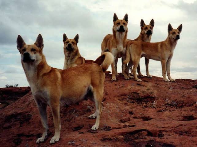 كلاب الدنجو.. المفترس الأقوى في أستراليا
