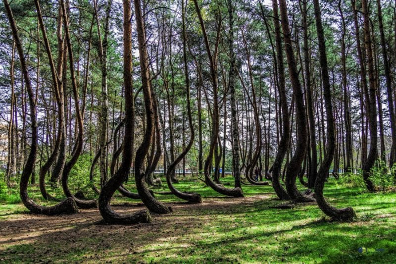 غابة الأشجار الملتوية.. معجزة بولندا التي أدهشت العالم