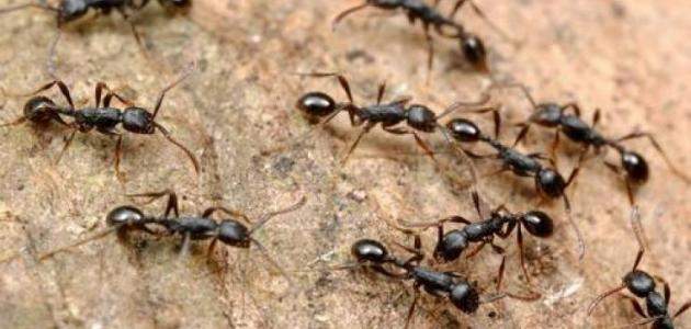 طرق منزلية تساعدك على التخلص من النمل