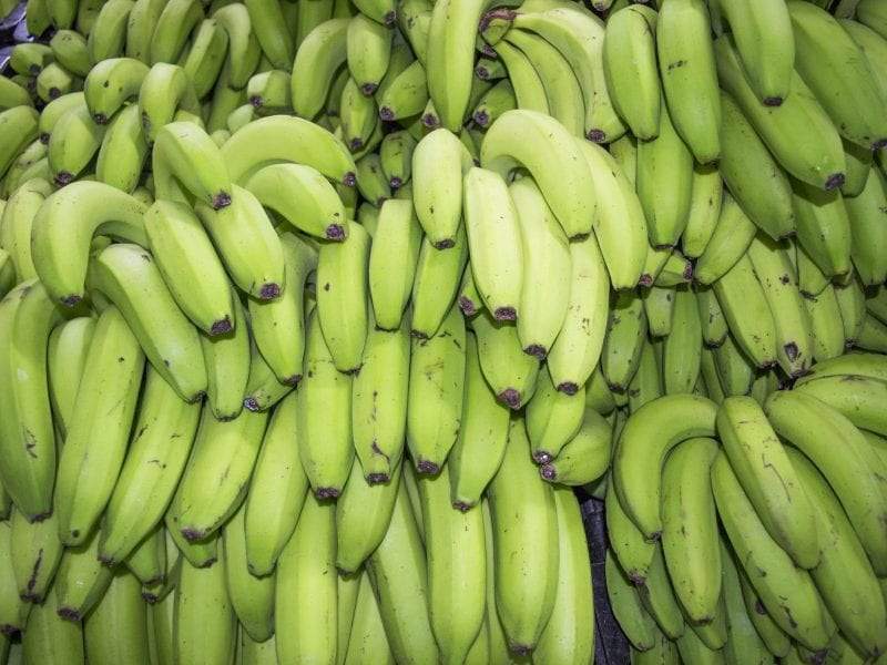 الموز الأخضر.. هل هو مفيد للصحة؟