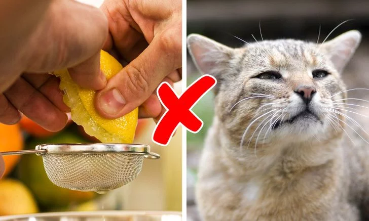أكلات عادية يحذر من تقديمها إلى الحيوانات الأليفة
