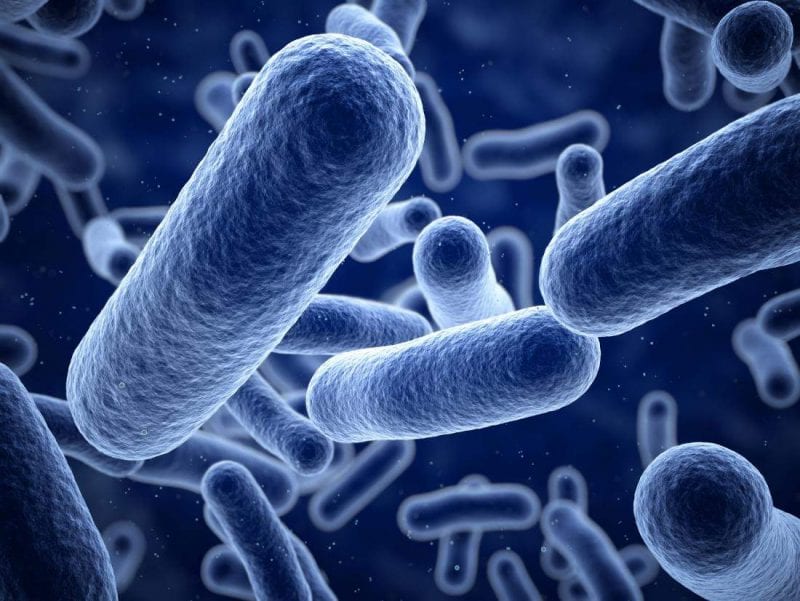 البكتيريا النافعة.. كيف تفيد الجسم بشتى الطرق؟