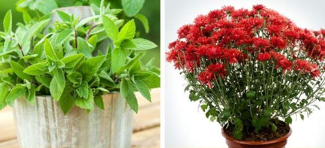 نباتات منزلية مثالية.. تزين البيوت وتحسن الصحة