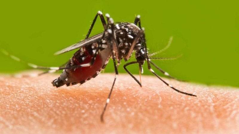 أنواع الملاريا