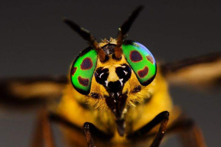 كيف يكشف التصوير عن قرب عن روعة عالم الحشرات المذهل؟