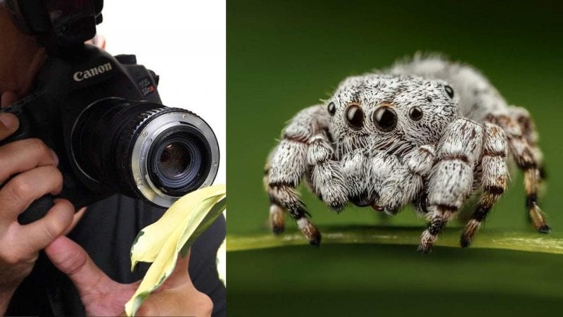 كيف يكشف التصوير عن قرب عن روعة عالم الحشرات المذهل؟