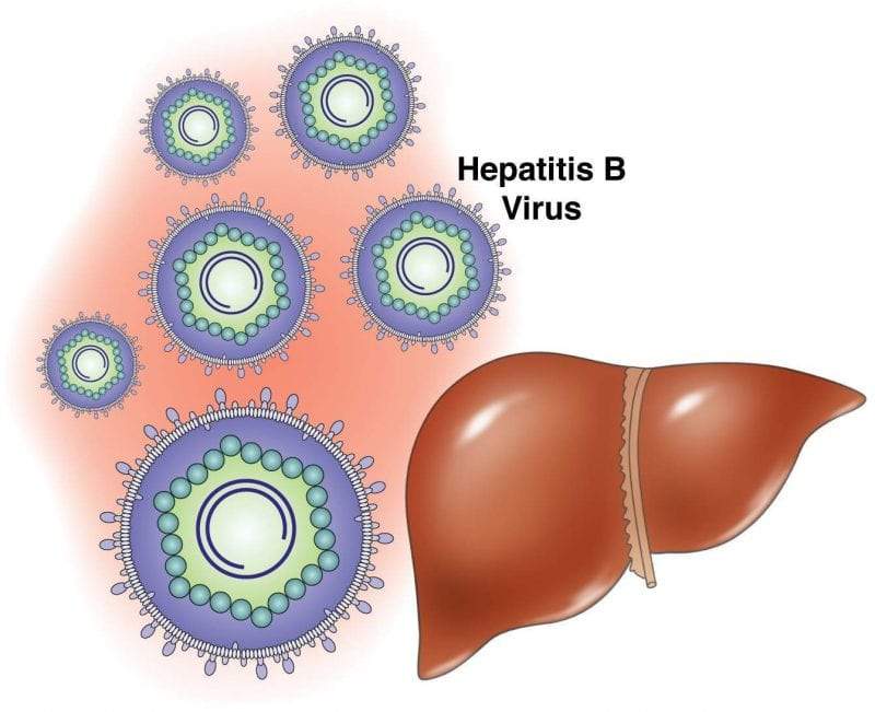 طرق انتقال التهاب الكبد الوبائي B