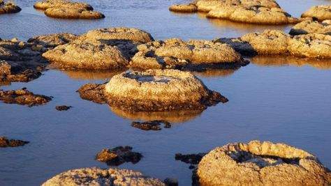 ستروماتوليت.. كيف حوت أحافير صخرية أقدم أشكال الحياة على الأرض؟
