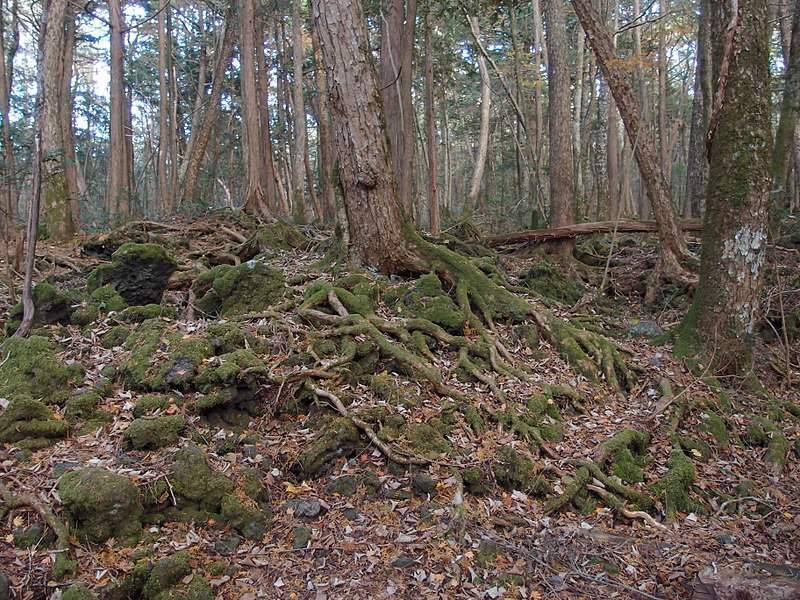 غابة أوكيغاهارا في اليابان.. المكان الأمثل للموت في "مارس"!