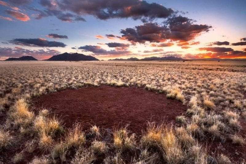 دوائر الجنيات.. هل شكّل النمل الأبيض ملامح صحراء ناميبيا الغامضة؟