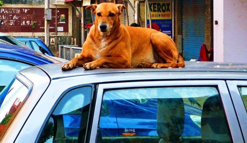 كيف تحمي سيارتك من حيوانات الشوارع؟