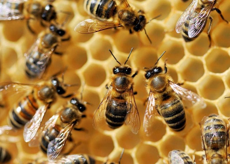 "انقراض النحل.. وما علاقته بموت البشر؟ "