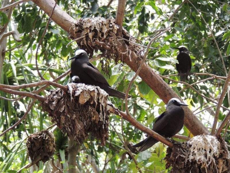 "بيسونيا".. والعلاقة العجيبة بين الطيور والشجرة القاتلة