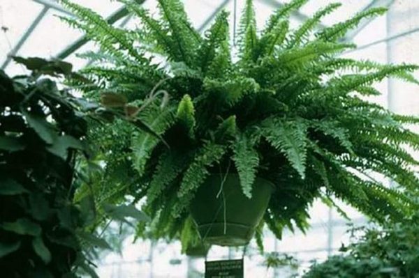 أهم نباتات منزلية لتنقية الهواء