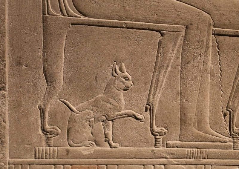 القطط والمصريون القدماء.. وعلاقة من الحب والقداسة آلت إلى خسارة معركة حاسمة