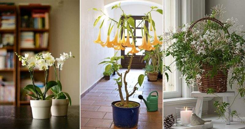 زهرة الياسمين.. ونباتات منزلية لتحسين رائحة البيت