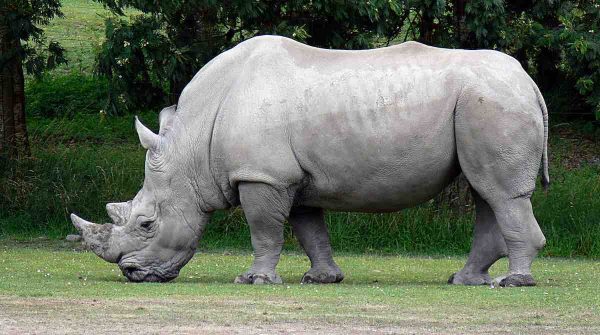 وحيد القرن كاكاريكو.. وحيوانات ترشحت لمناصب سياسية عبر التاريخ