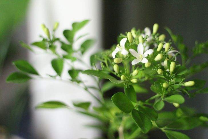 6 نباتات منزلية تحسن رائحة البيت بنجاح