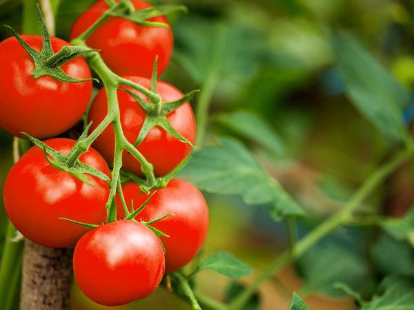 فوائد الطماطم.. وأهمية تناولها للمرأة الحامل