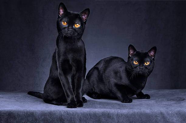 خرافة-القطط-السوداء