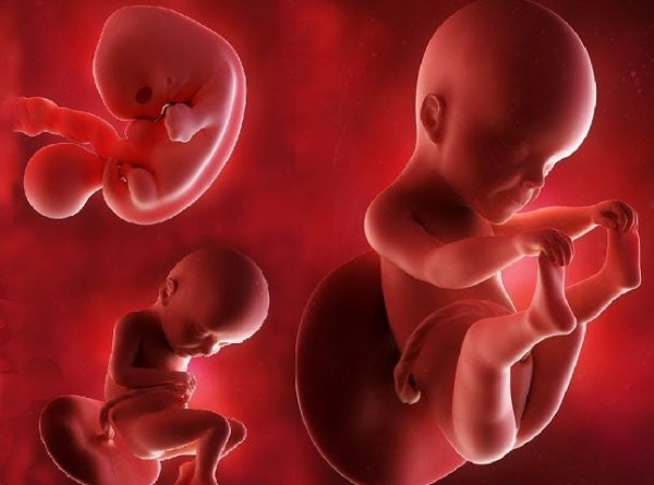 نمو الجنين في الشهر الرابع من الحمل
