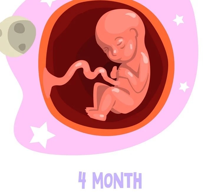 الجنين في الشهر الرابع من الحمل