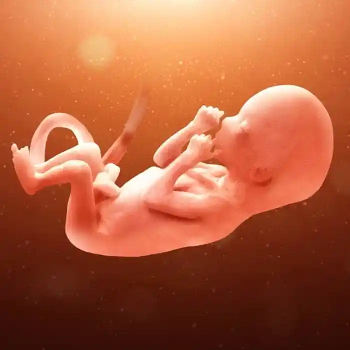 تكوين الجنين في الشهر الخامس من الحمل