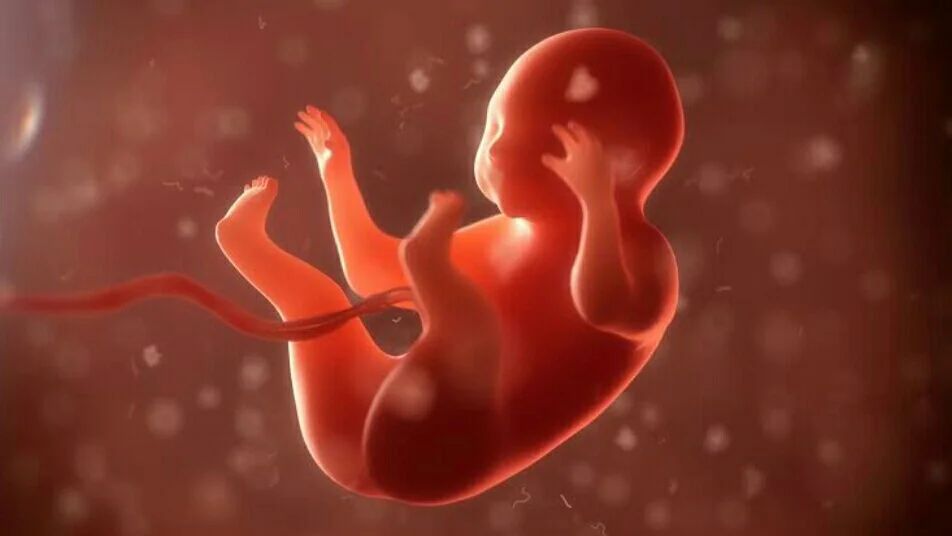 الجنين في الشهر الثاني من الحمل