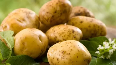 السعرات الحرارية في البطاطس