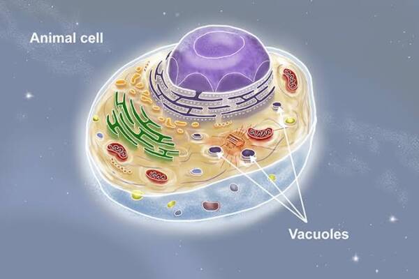 الفجوات في الخلية النباتية أكبر من الفجوات في الخلية الحيوانية