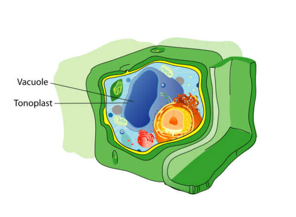 الفجوات في الخلية النباتية أكبر من الفجوات في الخلية الحيوانية