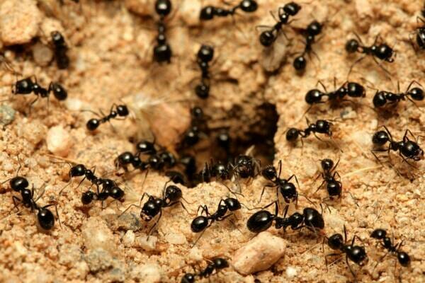 أين يعيش النمل المقاتل؟