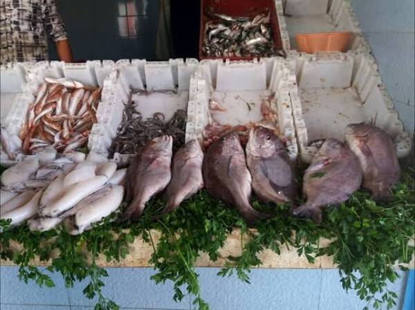انواع السمك في المغرب
