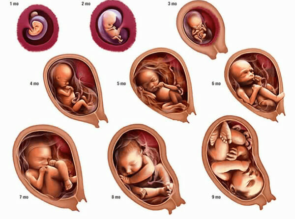 مراحل تطور الجنين إلى موعد الولادة