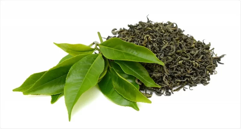 الشاي الأخضر (Camellia sinensis)