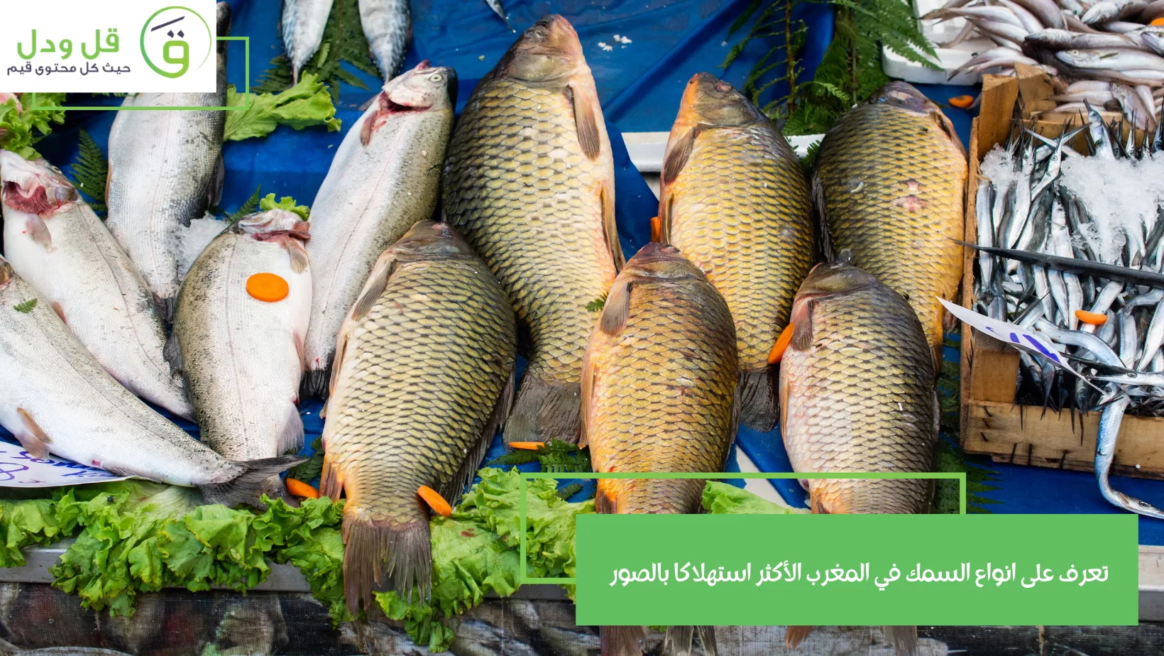 تعرف على انواع السمك في المغرب الأكثر استهلاكا بالصور