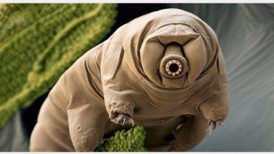 "التارديغرادا" .. الكائن الأصغر والأقوى في العالم