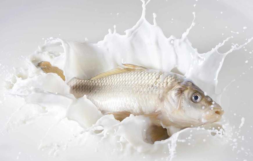 السمك يسبب البرد و خرافات مرتبطة بالأكلات