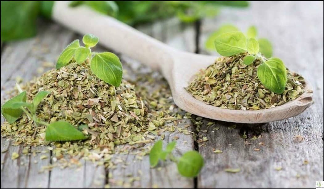 أعشاب طبيعية تقضي على الإنفلونزا في لمح البصر