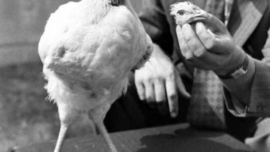 عاشت لعام ونصف دون رأس.. الحالة الغامضة لـ الدجاجة مايك