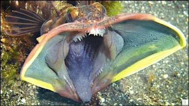 مخلوقات عجيبة الشكل ربما لم ترها من قبل