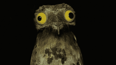 تعرف إلى طائر البوتو المرعب شديد الغموض