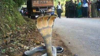ثعبان بـ3 رؤوس.. حقيقة أم فوتوشوب؟
