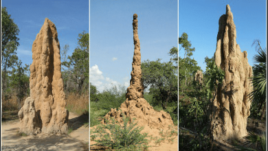 حيوانات مخترعة أغرب ما ابتكرته الكائنات الحية