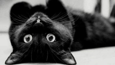 القطط السوداء من التقديس إلى التشاؤم
