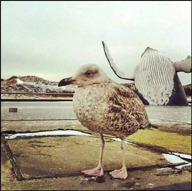 دخول مفاجئ على الصورة.. لم يفسدها بل جعلها أفضل كثيرا!